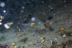 Pempheris multiradiata