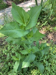 Rudbeckia amplexicaulis