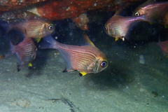 Pempheris multiradiata