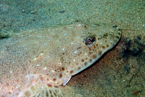 Bluespot flathead (Platycephalus speculator) — Platycephalidae — 3