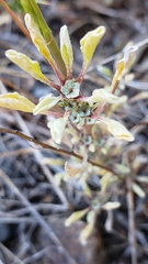 Hesperevax sparsiflora