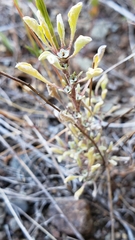 Hesperevax sparsiflora