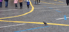 Columba livia domestica