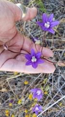 Brodiaea stellaris