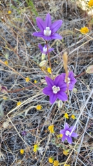Brodiaea stellaris
