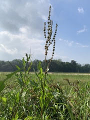 Rumex chrysocarpos