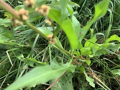 Rumex chrysocarpos