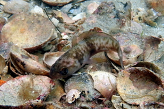 Pseudophycis palmata