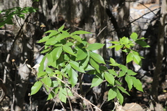 Carya ovata mexicana