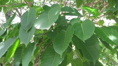 Magnoliopsida
