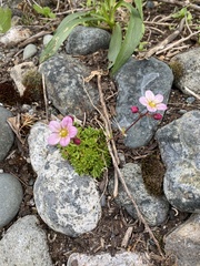 Saxifraga