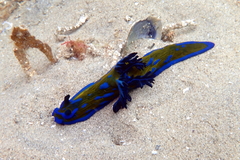 Tambja verconis