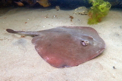 Eastern Shovelnose Stingaree photo 5