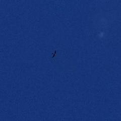 Ictinia mississippiensis