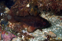 Vincentia conspersa