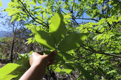 Carya ovata mexicana