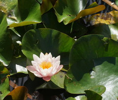 Nymphaea × marliacea