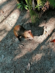 Dasyprocta ruatanica