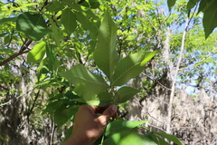 Carya ovata mexicana