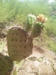 Opuntia joconostle
