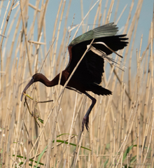 Plegadis chihi × Plegadis falcinellus