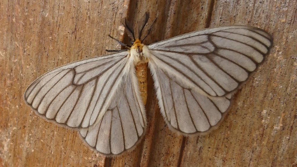 Hibrildes