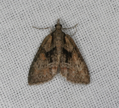 Microdes melanocausta