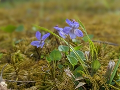Viola appalachiensis