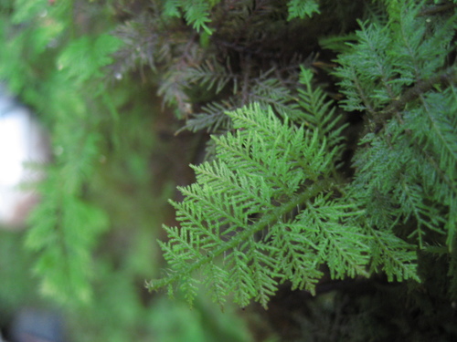 Thuidium cymbifolium