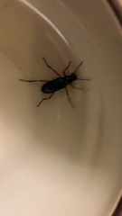 Strongylium erythrocephalum