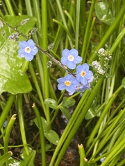 Myosotis