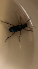 Strongylium erythrocephalum