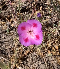 Clarkia gracilis sonomensis