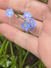Myosotis