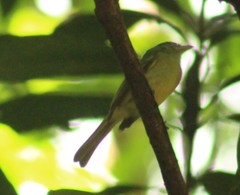 Tolmomyias sulphurescens