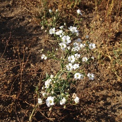 Gypsophila elegans
