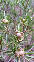 Colliguaja integerrima