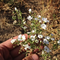 Gypsophila elegans