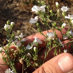 Gypsophila elegans