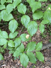 Cornus kousa