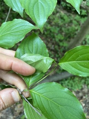 Cornus kousa