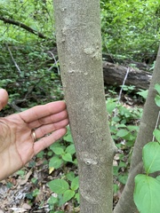 Cornus kousa