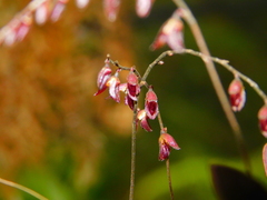 Trichosalpinx pringlei