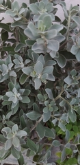 Leucophyllum frutescens