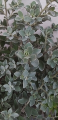 Leucophyllum frutescens