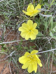 Oenothera grandis