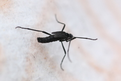 Penthetria funebris