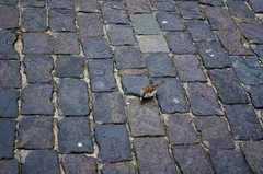Passer domesticus