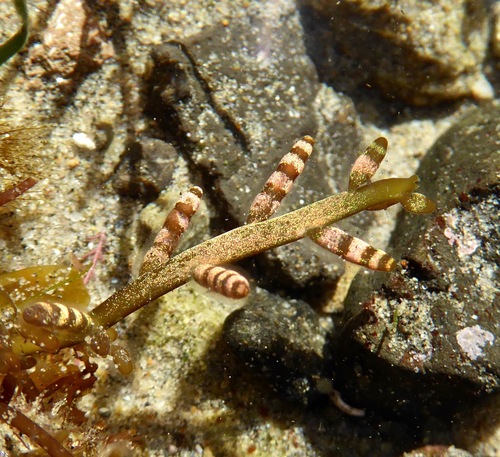 Champia parvula