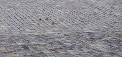 Passer domesticus